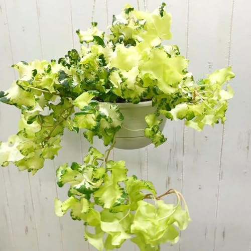 100 Pcs Efeu Pflanze Samen, Ivy Samen - Steingartenpflanzen Winterhart Efeutute Ivy Vines Samen, Winterharte Pflanzen Für Balkon Gartendeko Für Draußen Dekopflanzen Pflanzen Hängend,