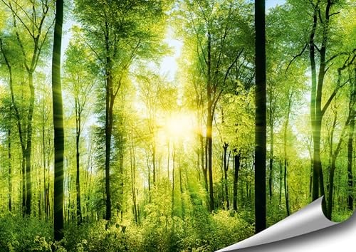 4FINO Wald Poster | von Sonne durchfluteter, zauberhafter, heimischer Wald | Bilder Natur Foto | Dekoration Wohnzimmer Schlafzimmer Küche | Ohne Rahmen (Mehrfarbig, 100 cm x 70 cm)