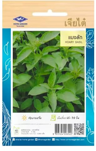 Graines de basilic thaï Hoary Basil – basilic citronné Maenglak Chia Tai Home Garden – Herbe aromatique pour cuisine thaï, laotienne et soupes asiatiques – sachet de 600 graines