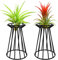MCDSAJ 2 soportes para plantas de aire de 6 pulgadas, soporte de hierro negro para plantas en casa, oficina, idea de regalo, mesa interior, grandes contenedores Xerographica para plantas de aire
