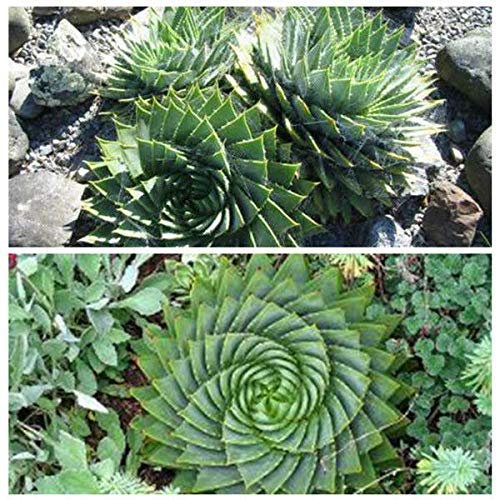 Seeds Confezione da 5 pezzi Spirale Aloe Semi Polyphylla Cactus Succulente giardino parco pianta