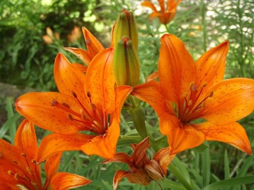 CSL sunrise Asiatische Lilie  Orange Summer  10x Zwiebeln, Lilium bis 100 cm, winterharte und mehrjährig Lilienzwiebeln, Blumenzwiebeln, bienenfreundlich