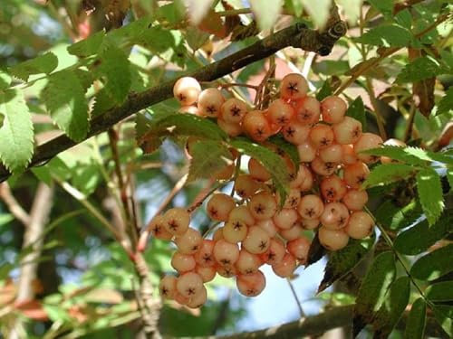 Direct Plants Sorbus Apricot Queen Tree 6ft Tall Supplied in a 12 Litre Pot