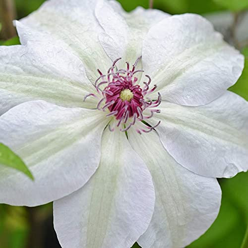 GardenersDream Clematis 'Miss Bateman' Plant - Outdoor Garden Ready Climbing Plant for Walls, Fences - Beautiful Diciduous Hardy Flowering Shrub (2 Litre Pot, 60-80cm)