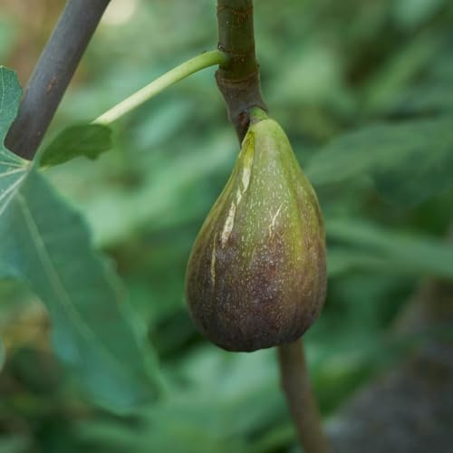 PIANTA DA FRUTTO FICO LUNGO DEL PORTOGALLO in vaso 20 età 2/3 anni