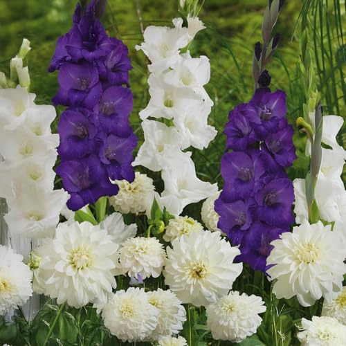 Bulbi da Fiore | Bulbi provenienti dai migliori produttori Olandesi | Esclusiva selezione e controllo qualità | Fioritura garantita. (20 Bulbi RESPECT NATURE HEAVEN Gladioli Fresie & Dalie)