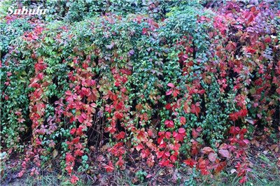 Mix Boston Semi 100% vera Parthenocissus tricuspidata Seed Piante da esterno Quasi no prendersi cura decorativo pianta rampicante 100 Pz 2
