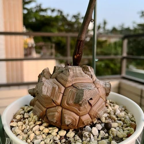 50 Pcs Dioscorea Elephantipes Pflanze Samen - Geschenke Für Gartenfreunde, Winterfeste Pflanzen Für Garten Kletterpflanzen Winterhart, Pflanzen Geschenk, Winterfeste Pflanzen Für Balkon