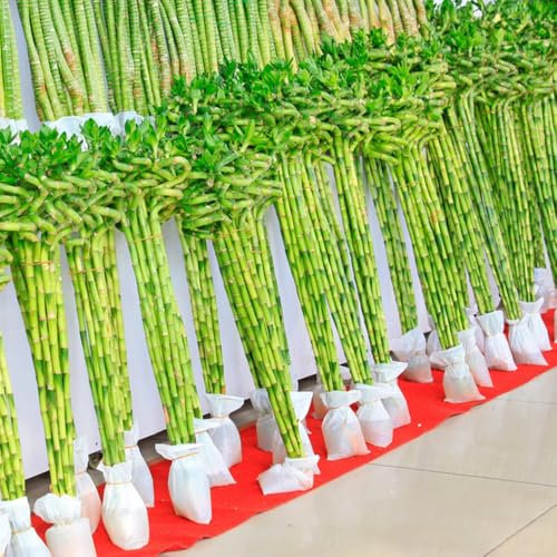 50 pz Semi di bambù piante regalo resistenti all'esterno (Bambù fortunato) Piante da interno resistenti al bambù semi biologici per piante in vaso Le piante perenni sono piante perenni