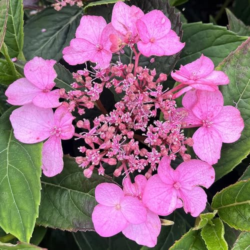 Bauernhortensie Magic Pillow Pink winterhart - Hortensie rosa, 3L Topf
