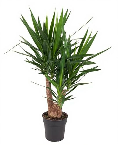 Yucca Palmlilie verzweigt drei bis vierarmig 90 cm hoch