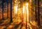 wandmotiv24 Fototapete Sonne Herbst Bäume, XXL 400 x 280 cm - 8 Teile, Wanddeko, Wandbild, Wandtapete, Orange, Strahlen, Bäume M5672