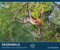 PALAZZI - Regenwald 2025 Wandkalender, 60x50cm, Posterkalender mit majestätischen Aufnahmen aus der grünen Wildnis, hochwertige Fotografie, eine Reise in die Tropen