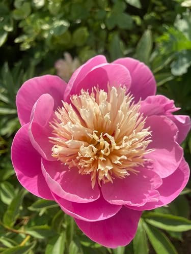 3 x Beautiful Pink Peony Bowl of Beauty (Sections of Bare Root) Free UK Postage