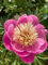 3 x Beautiful Pink Peony Bowl of Beauty (Sections of Bare Root) Free UK Postage