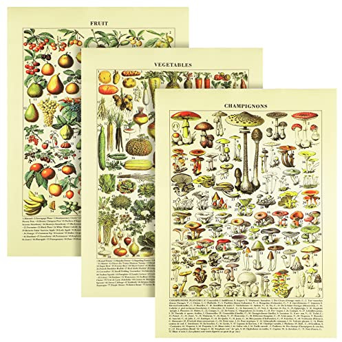 Lincia Abstrakte Vitamin-Diagramme, Wandkunst, Ernährungsposter, Obst und Gemüse, vertikales Poster für Küche, Schule, Klassenzimmer, Büro, ungerahmt (Pilz, Gemüse, Obst)