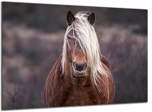 Munera Design - Bild 40x60 - Pferd Pferde-Bilder blonde Mähne - Wand-Bilder Wohnzimmer