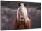 Munera Design - Bild 40x60 - Pferd Pferde-Bilder blonde Mähne - Wand-Bilder Wohnzimmer