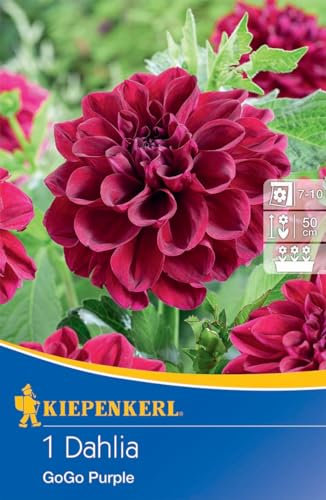 Kiepenkerl Beet- & Kübel-Dahlie Go Go Purple - Blumenzwiebeln, Mehrjährige Dahlienknollen für Große Blüten, Ideal für Kübel, Dahlien online bestellen