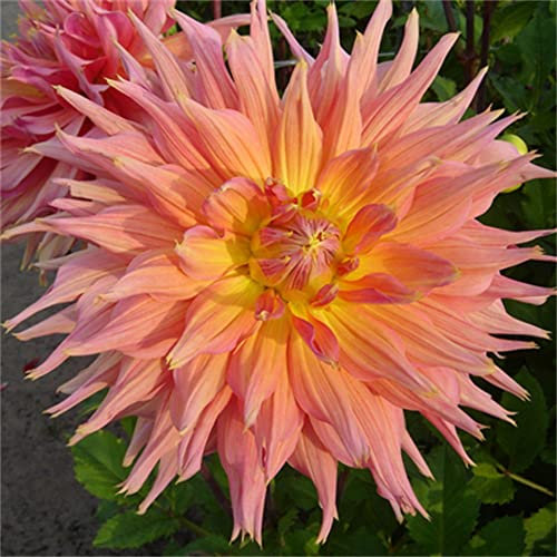 Mix Dahlia Zwiebeln-dahlien Knollen Kaufen-Dahlia Winterhart Staude Pflanzen,Dahlia Pflanze Anbau Einfach,Garten Topfpflanzen Können Gepflanzt Werden (8 Zwiebeln,C)