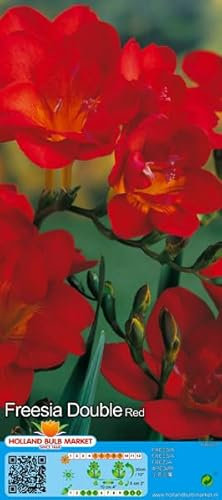 Freesienzwiebeln : Freesia - Freesie verschiedene Sorten 5 Blumenzwiebeln (rot gefüllt)