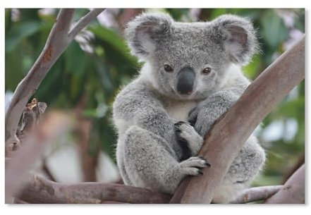 Papier Puzzle 1000 Stück，Koala，Puzzles Lernspielzeug Für Erwachsene Geburtstagsgeschenk（38x26cm）-A13