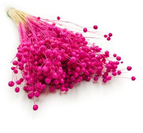 Enchanted Dekogras Getrocknetes Gras Flachs Ziergras Leinen Trockenblumen Natürlich Boho 80 Stück Fuchsie
