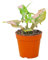 PLNTS - Syngonium Pink Splash - Zimmerpflanzen, Pflanzen Echt, Nachhaltige Verpackung - 13cm Topf - Höhe 25cm - Direkt von der Gärtnerei