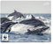 SPEEDLINK Terra WWF Mousepad aus recyceltem Material – rutschfestes Mauspad mit strapazierfähiger Oberfläche, aus umweltfreundlichen Materialien hergestellt, Delfin-Motiv