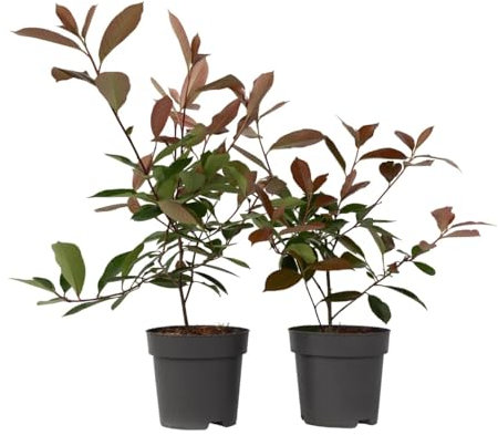 Plant in a Box - Photinia fraseri 'Rotkehlchen' - Glanzmispel Pflanze - 2er Set - Rote Blätter - Topf 17cm - Höhe 30-40cm