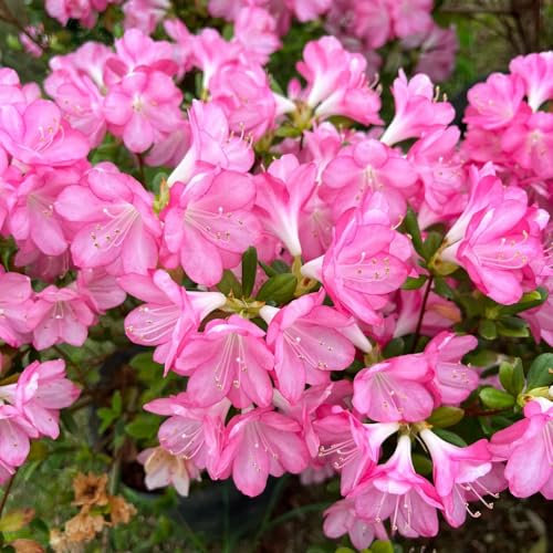 20 pcs azalee winterhart balkon samen, samen geschenk, kübelpflanzen winterhart rhododendron samen - Rhododendron simsii - bienenfreundliche blumensamen, garten geschenk hochbeet samen,