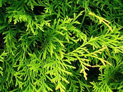 Amerikanische Goldene Tuia Thuja Occidentalis Aurea 25 Semi
