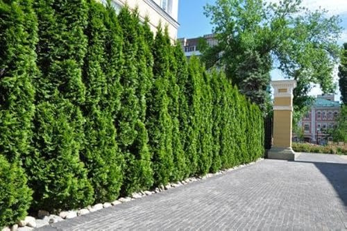 30st. Thuja Smaragd 140-160cm ohne Topf gemessen | XXL Topfware Lebensbaum | Immergrüne Heckenpflanze | Schmal, pflegeleicht & winterhart, Baumschulqualität