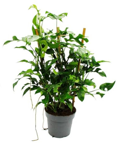 Monstera minima - Fensterblatt - am Bambusspalier - 16cm Topf - ca. 50-60cm hoch