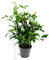 Monstera minima - Fensterblatt - am Bambusspalier - 16cm Topf - ca. 50-60cm hoch