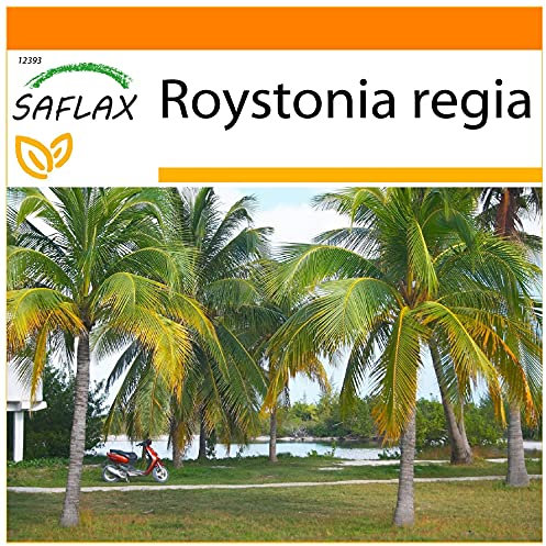 SAFLAX - Garden in the Bag - Palma reale cubana - 8 semi - Roystonia regia