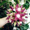 24 Farbe orchidee Ball Rare Ball Orchidee Blume Pflanze Hoya carnosa Bonsai Samen Topf Pflanze für Home Garden 100 12