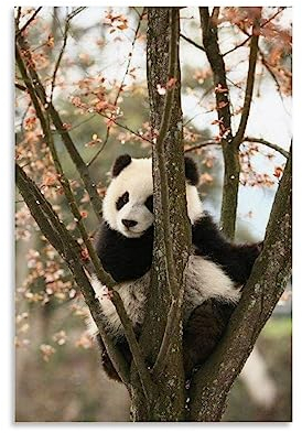 ELedvb Niedlicher Panda in einem Baum, Leinwand-Poster, dekoratives Gemälde, Wandposter und Kunstdruck, modernes Familienschlafzimmer-Dekor-Poster, 20 x 30 cm