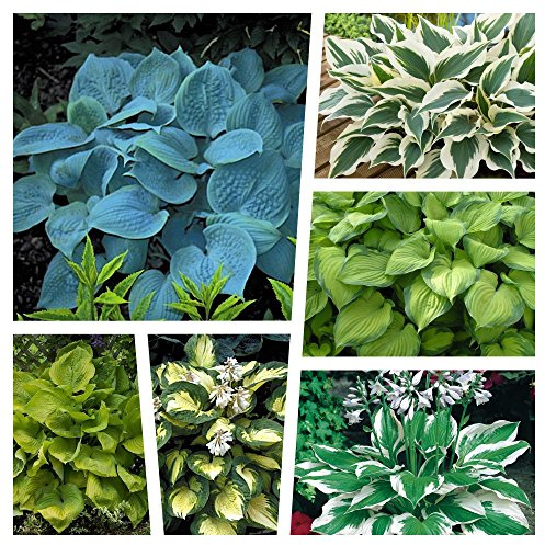 Stauden Gänge 6 x Hosta Kollektion Funkien im Mix, Herzblatt winterhart