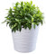 KADAX Pot de Fleurs en Plastique avec Soucoupe Incorporée, Pot de Plantes avec Conception Raffinée pour la Décoration d'Intérieur (30 cm, Blanc)