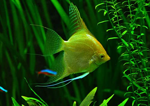 hansepuzzle 104265 Natur - Fisch, 260 Teile