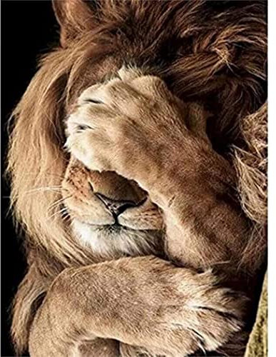 YSCOLOR Peinture Acrylique Peinture Par Numéros Pour Adultes, Animal Au Repos Lion Bricolage Peinture Par Numéros Kits Sur Toile 40X50cm