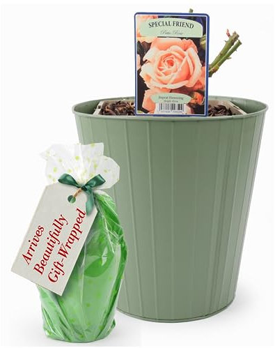 Special Friend Patio Rose Plant – Delivered in A 5.5 Litre Nursery Pot Inside A Sage Green Planter. Beautifully Gift Wrapped. Not Fake. They are Real, British Grown, Garden Ready, Outdoor Flowers