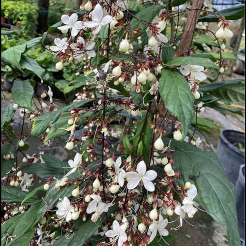 150 pcs jasmin samen winterhart - Clerodendrum wallichii - blumen balkon, bonsai samen jasmin pflanze samen bienenweide saatgut, pflanzen garten blumenwiese, topfpflanzen echt herbstblumen,