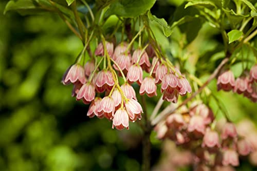 Glockenstrauch 40-60 cm Topf Enkianthus campanulatus winterhart mehrjährig | Rosa Glockenblüten Mai-Juni, orange-rote Herbstfärbung, halbschattig bis schattig, Solitär, Moorbeet, winterhart bis -23 °C