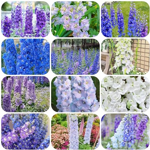 semi di delphinium Delphinium elatum soggiorno perenni vasi per piante tappezzante perenne resistente, fiori recisi esotiche in vaso, selvatici 80pcs