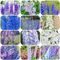 semi di delphinium Delphinium elatum soggiorno perenni vasi per piante tappezzante perenne resistente, fiori recisi esotiche in vaso, selvatici 80pcs