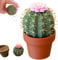 Kakteen Salz Und Pfefferstreuer, Lustige Salzstreuer, Cactus Salt And Pepper Shaker, Küchentisch Kakteen Deko, Einweihungsgeschenk Wohnung