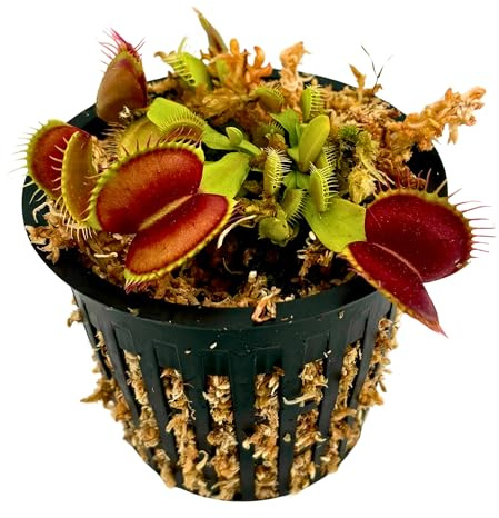 Live Potted Carnivorous Plant – Includes Net Pot, Long Fiber Moss, Live Plant- Gauranteed Live Arrival (Adult Green Venus Fly Trap)