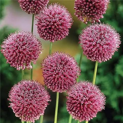 Allium Rhizome, Winterharte Rhizome, Einzigartiges Farbspiel, Winterhart QualitätsRhizome, Giganteum Allium, MehrjäHrige BlumenRhizome, Garten, 3zwiebeln-G